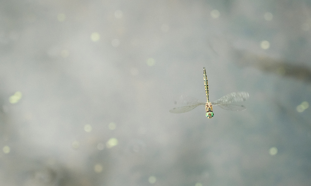 Dragonfly